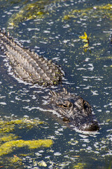 alligator in the water