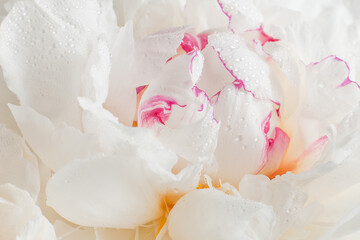 White peony flower, floral background with water drops close-up