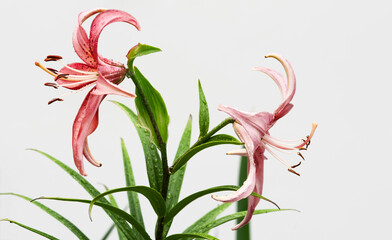 Flower of pink lily in the garden in the rain. A Martagon hybrid. Selective focus