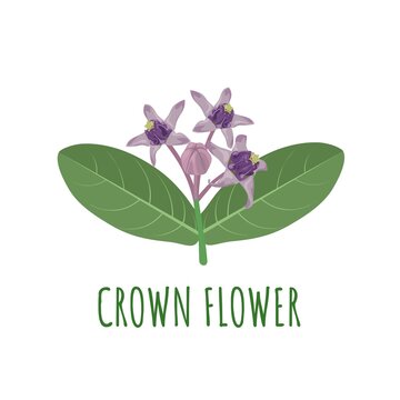 Vector illustration, Crown flower, scientific name Calotropics Gigantea, Isolated on White Background.