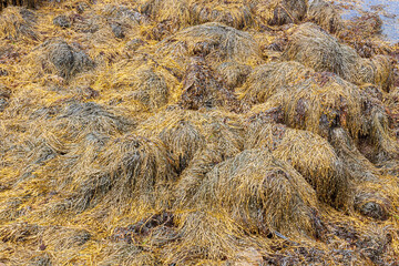 Large piles of brown algae Ascophyllum nodosum knotted kelp on a rocky shore. The low tide carried aquatic plants to the shore.