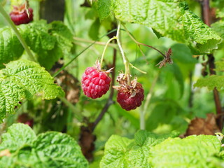 branch of ripe raspberries in a garden