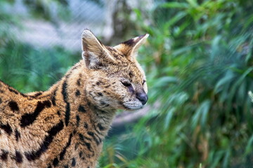 serval