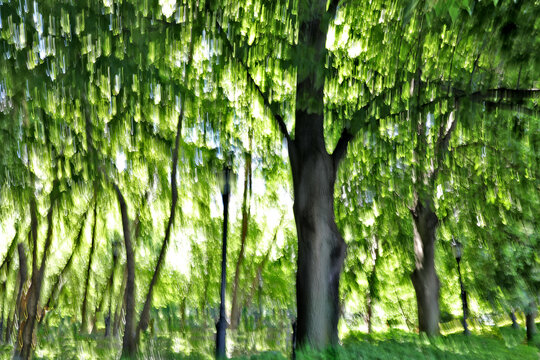 Green Trees Motion Blur