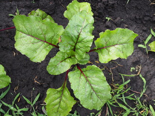 Young fresh green plants beet leaves growing on farmland or field. Fertile black rich soil, chernozem. Plant with rain drops or after watering. Agriculture, vegetable, organic, cultivation.