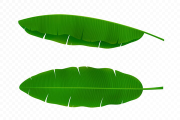 Bright green curved leafs of banana palm tree, isolated on white background. Tropical theme. Colorful graphic design for print, pattern or postcard. Detailed 3d realistic vector illustration