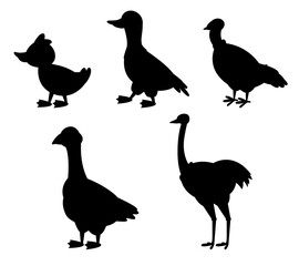 Collection of Goose duck turkey isolated Vectors Silhouettes