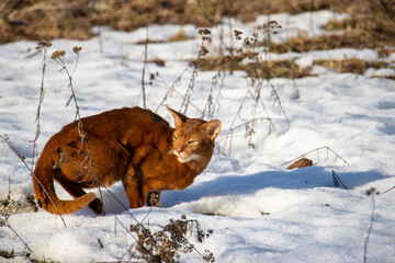 Cat looking for food in the snow