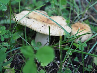 Two syroezhki with bright red caps, growing on a soft forest floor, surrounded by green grass. Russia.