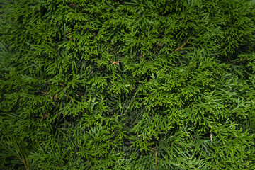 green moss on the ground