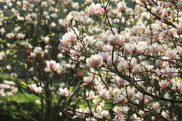 beautiful blooming Lotus-flowered Magnolia(Southern Magnolia,Loblolly Magnolia,Bull Bay,Large-flowered Magnolia) flowers,close-up of pink with white flowers blooming on the branches in spring