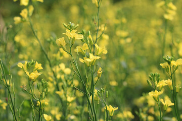 blooming colorful Rape(Edible Rape,Rapeseed) flowers,close-up of yellow Rape flowers blooming in the plantation in a sunny day