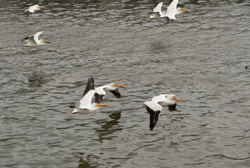 Fototapeta premium American White Pelicans on Fox River at the De Pere, Wisconsin, dam.