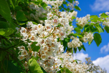 The southern catalpa tree blooms in June with white flowers.