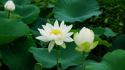 lotus and lotus leaves in the lotus field