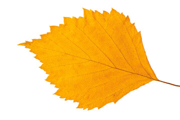 fallen yellow autumn leaf with veins isolated on white background