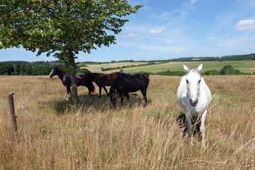 Obraz premium Eifellandschaft bei Uess mit vier Pferden auf einer Weide