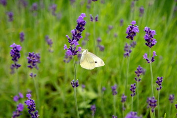 Kohlweißling an Schopflavendel