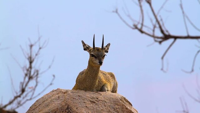 Klipspringer lying down on rocks annoyed by flies in Kruger National park, South Africa ; Specie Oreotragus oreotragus family of Bovidae