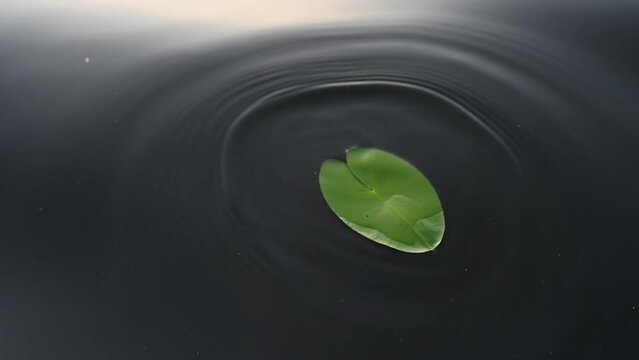 Water lily leaf is sailing on the dark blue lake water level.