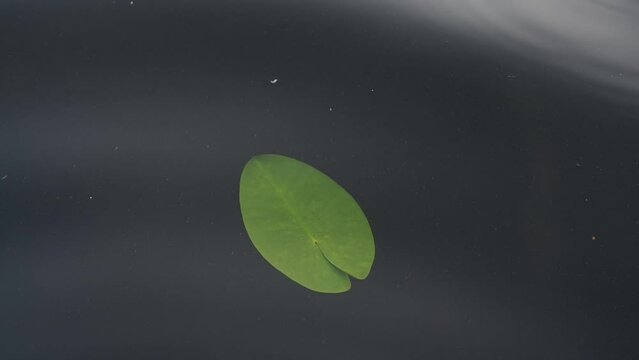 Water lily leaf is sailing on the dark blue lake water level.