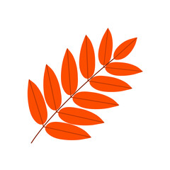 Naklejka premium Branch of red rowan. Autumn tree leaves. Beautiful leaf for design and decoration. Botanical object. Beauty in nature. Flat vector illustration isolated on white background
