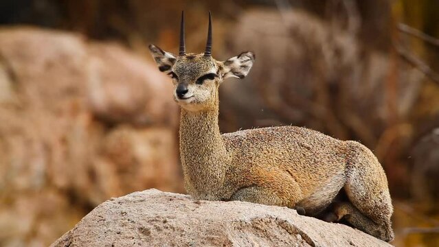 Klipspringer lying down on rocks annoyed by flies in Kruger National park, South Africa ; Specie Oreotragus oreotragus family of Bovidae
