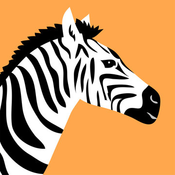 Head portrait of a striped zebra. Herbivorous hoofed mammal. African wild animal. Fauna and zoology. cartoon vector illustration isolated on orange background