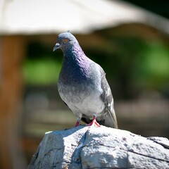 pigeon sitting on the stone