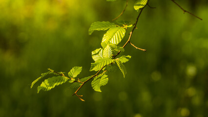 spring leaves of beech on a green forest background