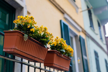 Fototapeta na wymiar Vasos de flores amarelas na sacada de casa