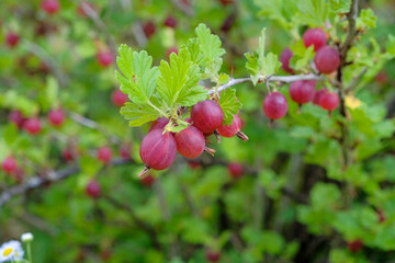 Fresh ripe red gooseberries on the bush. Healthy, vegetarian berries