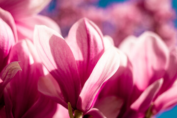 Obraz na płótnie Canvas fantastic blooms magnolia in Ukraine