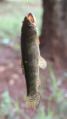 River fishing, Lobó, freshwater river predator fish.