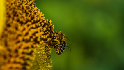 forest bee collecting nectar from a yellow sunflower flower