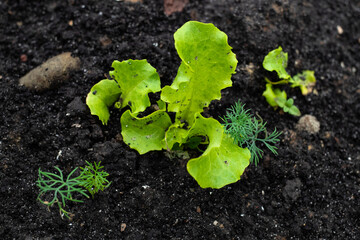 cultivation of salad, farm salt
