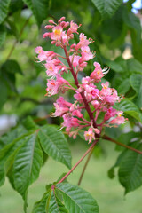 Inflorescence of horse chestnut meat-red (Aesculus ×carnea Zeyh.). Close-up