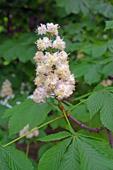 Inflorescence of horse chestnut (Aesculus hippocastanum L.)