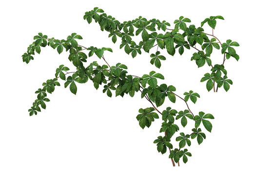 Ivy on a white background