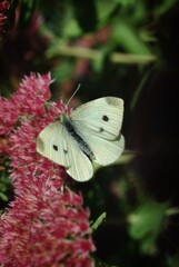 butterfly on a flower