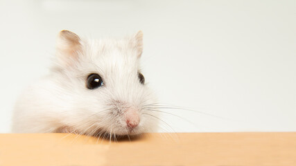 Cute hamster sticks out his muzzle. Hamster close-up and copy space. 