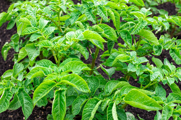 cultivation of potato, farm salt