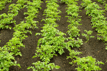 Fototapeta na wymiar cultivation of potato, farm salt