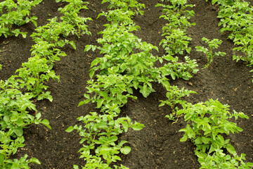 cultivation of potato, farm salt
