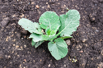 cultivation of cabbage, farm salt