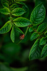 cultivation of potato, farm salt