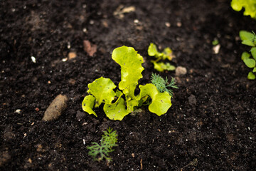 cultivation of sorrel, farm salt