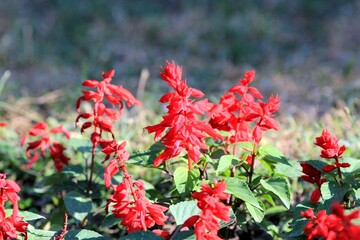 Red Salvia flowers on a flower bed in summer