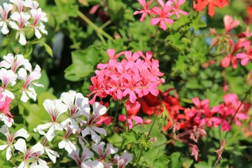 Multicolored Pelargonium peltatum flowers in the park in summer on a blurry background