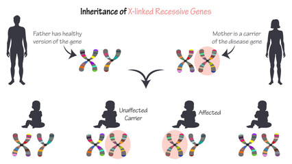 Inheritance of X-linked Recessive Genes vector diagram